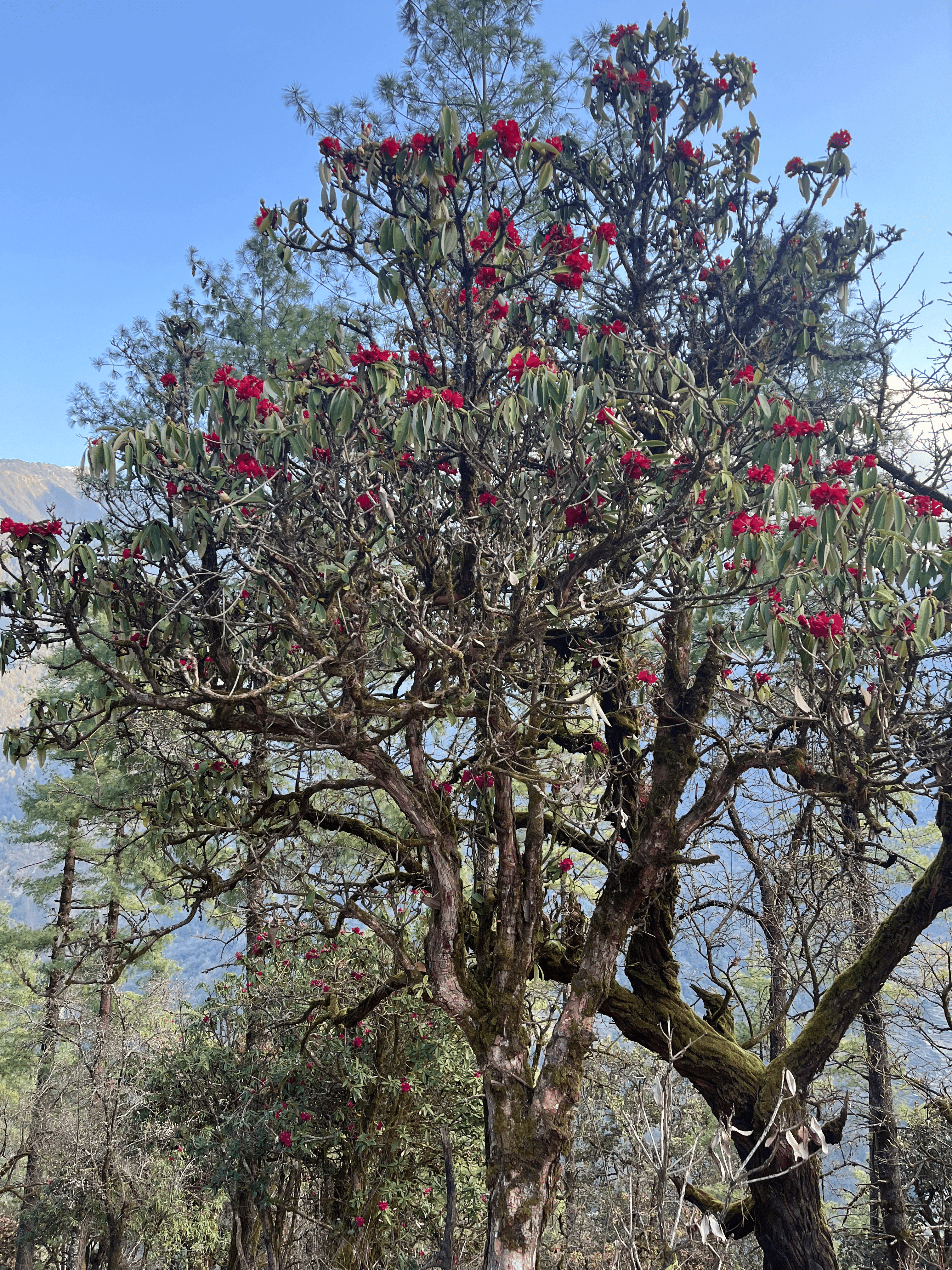 Rhododendron tree blooming in the Gosaikunda region