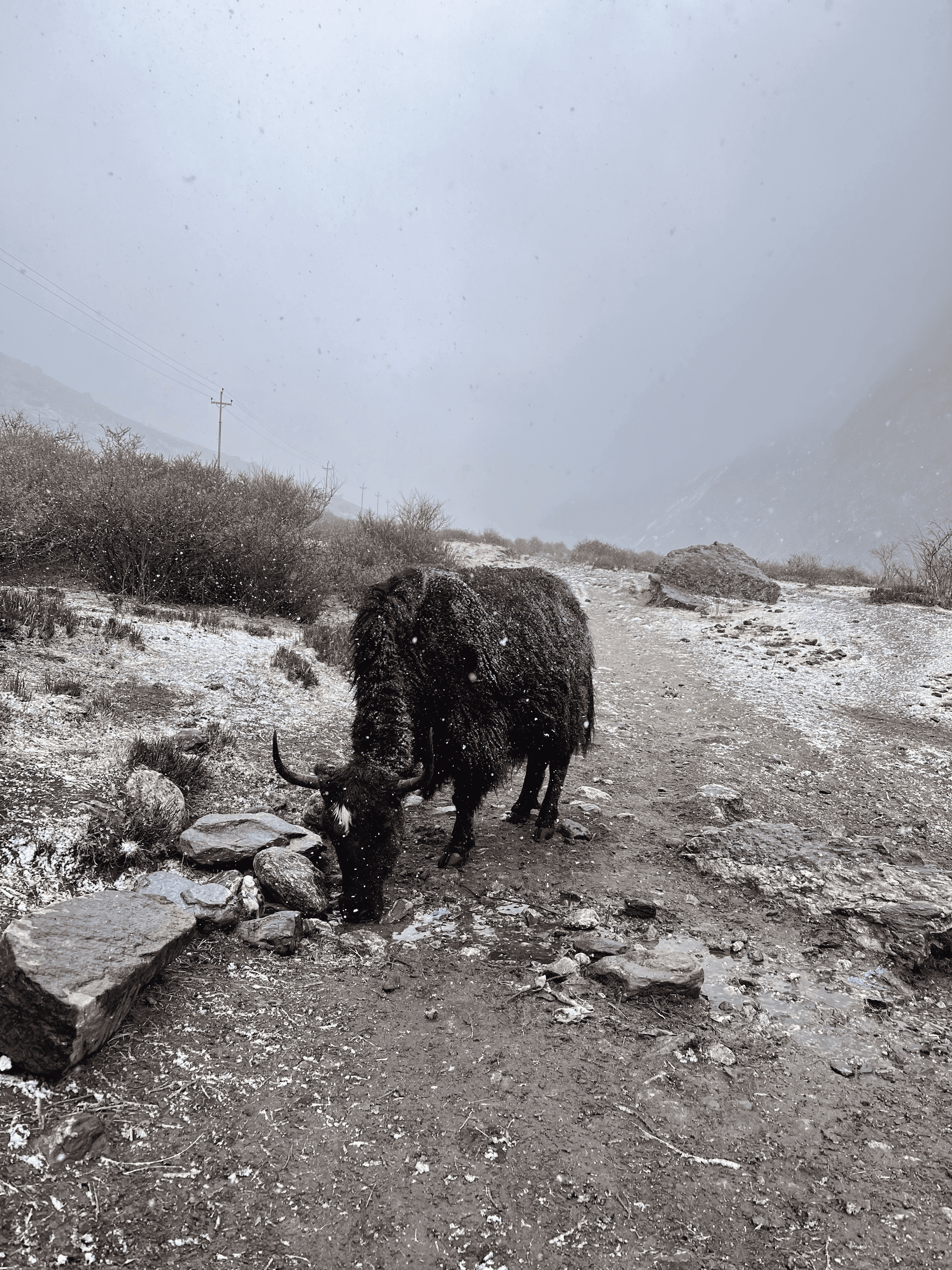 Yak on the Langtang trekking route